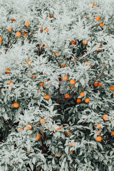 Fotografia zatytułowany „Orange Fruits Print…” autorstwa Radu Bercan, Oryginalna praca, Fotografia cyfrowa