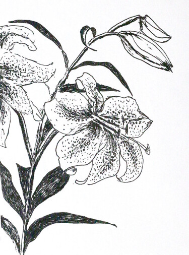 Drawing titled "lili flower art dra…" by Raphael Perez, Original Artwork, Ink