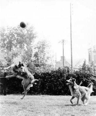 Fotografia intitulada "les chiens football…" por Roger Cornet, Obras de arte originais