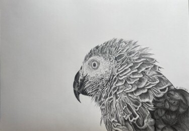 Drawing titled "Perroquet" by Rémi Capobianco, Original Artwork, Pencil