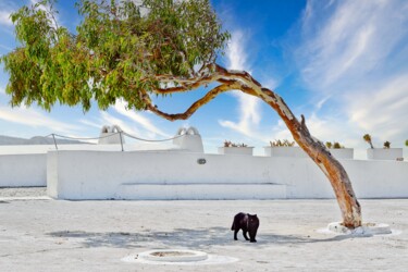 "CHAT A L'OMBRE D'UN…" başlıklı Fotoğraf Rémy Vallée tarafından, Orijinal sanat, Dijital Fotoğrafçılık