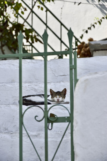 Photographie intitulée "CHAT GRILLE" par Rémy Vallée, Œuvre d'art originale, Photographie numérique