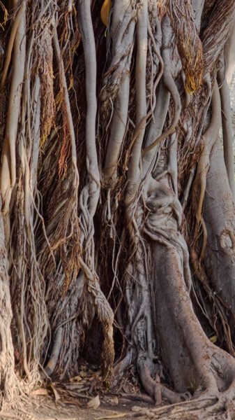 Photography titled "FICUS GEANT 2" by Rémy Vallée, Original Artwork, Non Manipulated Photography