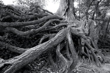 Fotografia zatytułowany „RACINES 2” autorstwa Rémy Vallée, Oryginalna praca, Fotografia cyfrowa