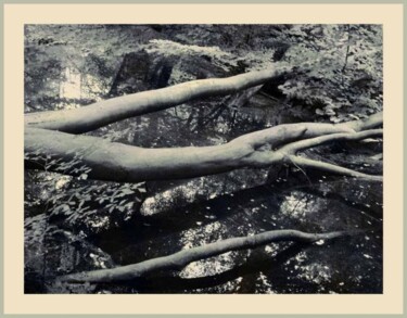 Photography titled "Amelisweerd-trees" by Rob Arbouw, Original Artwork