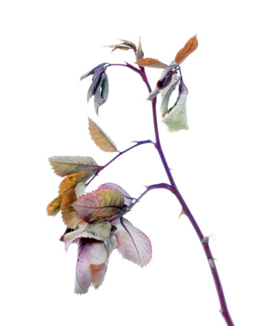 Photographie intitulée "Rose Branch in Wint…" par Robbi Ling Montgomery, Œuvre d'art originale, Photographie numérique