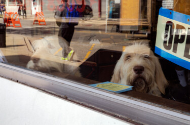 Photography titled "On Watch" by Robbi Ling Montgomery, Original Artwork, Non Manipulated Photography