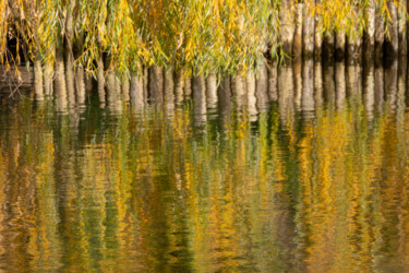 Fotografia zatytułowany „Willow Reflection” autorstwa Robbi Ling Montgomery, Oryginalna praca, Fotografia cyfrowa