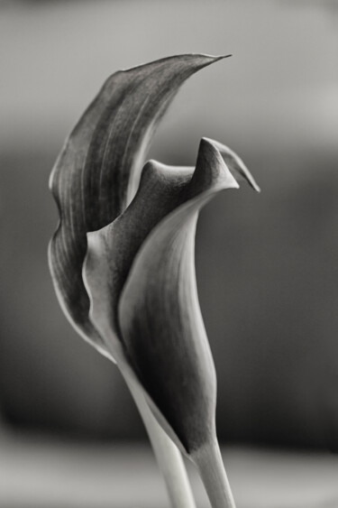 Photography titled "Lily Pair" by Robbi Ling Montgomery, Original Artwork, Digital Photography