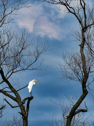 Photographie intitulée "Heron Watch" par Robbi Ling Montgomery, Œuvre d'art originale, Photographie numérique