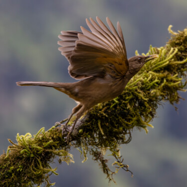 Fotografie getiteld "Clay Colored Thrush" door Robbi Ling Montgomery, Origineel Kunstwerk, Digitale fotografie