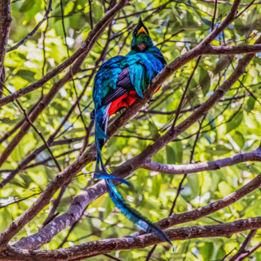 Photography titled "Resplendent Quetzal" by Robbi Ling Montgomery, Original Artwork, Digital Photography