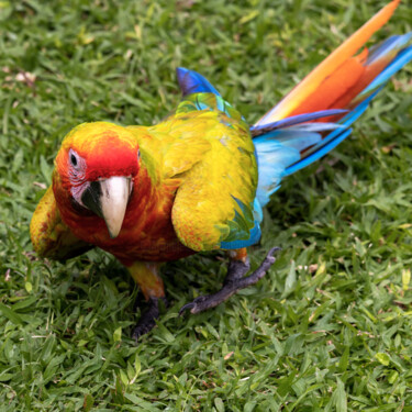"Hybrid Macaw" başlıklı Fotoğraf Robbi Ling Montgomery tarafından, Orijinal sanat, Fotoşopsuz fotoğraf