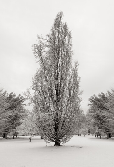 Fotografía titulada "Tall Winter Tree" por Robert D Atkinson, Obra de arte original, Fotografía digital