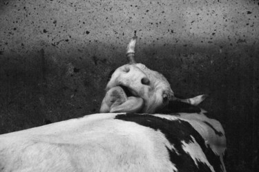 Fotografía titulada "mucca valdostana" por Roberto Ferrero, Obra de arte original, Fotografía analógica