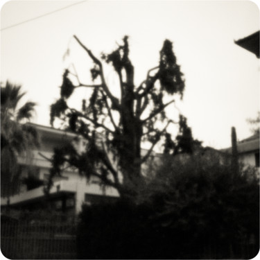 Photography titled "vecchio albero in f…" by Roberto Ferrero, Original Artwork, Digital Photography
