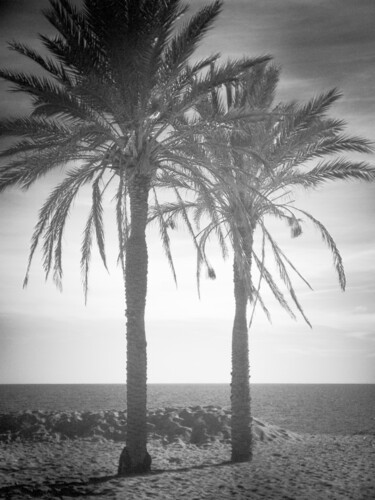Φωτογραφία με τίτλο "le palme" από Roberto Ferrero, Αυθεντικά έργα τέχνης, Ψηφιακή φωτογραφία