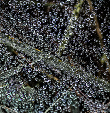 "Spider Web with Dew…" başlıklı Fotoğraf Rohit Kamboj tarafından, Orijinal sanat, Dijital Fotoğrafçılık