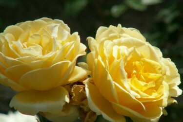 Photographie intitulée "Rose Jaune" par Roland Guyomard, Œuvre d'art originale, Photographie numérique