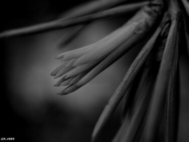 Photographie intitulée "Le bourgeon" par Romain Vanbrabandt, Œuvre d'art originale, Photographie numérique