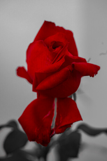 Фотография под названием "Храмовая роза" - Roman Adler, Подлинное произведение искусства, Цифровая фотография