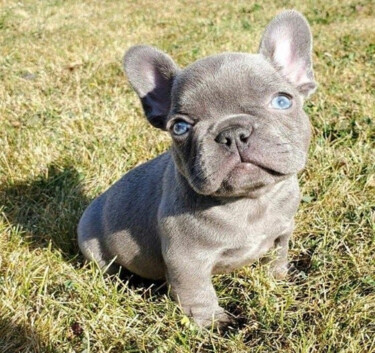 제목이 "French Bulldog pup"인 사진 Ronnie Kolner로, 원작, 조작되지 않은 사진