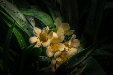 Photography titled "Sun Drenched Clivia" by Ronald Santini, Original Artwork