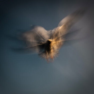 Photography titled "Soaring High IV" by Rosa Frei, Original Artwork, Digital Photography