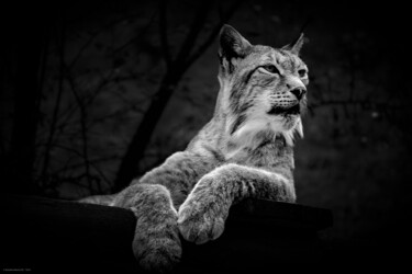 Photography titled "Le lynx" by Rosalina Vaz, Original Artwork, Digital Photography