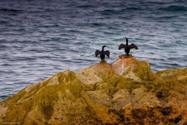 Photography titled "Cormorans" by Rosalina Vaz, Original Artwork, Digital Photography