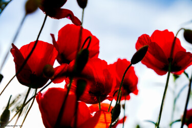 Fotografie getiteld "Coquelicots en tran…" door Rosalina Vaz, Origineel Kunstwerk, Digitale fotografie