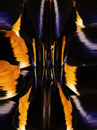 Digital Arts titled "Altered Wings" by Roxana Ferllini, Original Artwork, Manipulated Photography