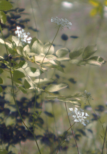 Fotografia zatytułowany „Les pétales d'or” autorstwa Michel Guillaumeau, Oryginalna praca, Fotografia cyfrowa