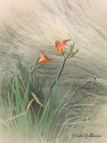 Photographie intitulée "Fleurs de la passion" par Michel Guillaumeau, Œuvre d'art originale, Photographie manipulée