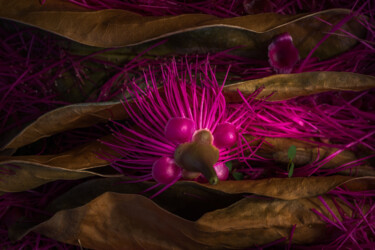 Photographie intitulée "Pink !" par Ruddy Bellon, Œuvre d'art originale, Photographie numérique