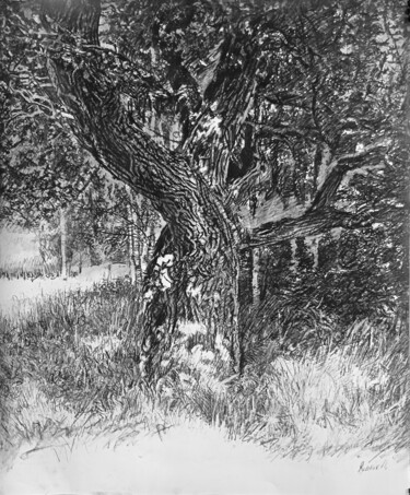 Drawing titled "Дуб" by Mikhail Rudnik, Original Artwork, Charcoal