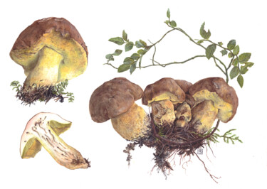 Schilderij getiteld "Butyriboletus subap…" door Rudolf Suran, Origineel Kunstwerk, Aquarel