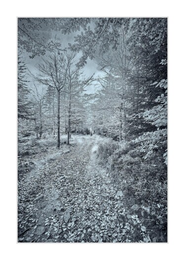 Photography titled "Jesienny spacer" by Ryszard Stelmachowicz, Original Artwork, Digital Photography