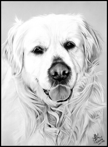 Dessin intitulée "chien au pastel gol…" par Samos17 Portraitiste, Œuvre d'art originale, Pastel