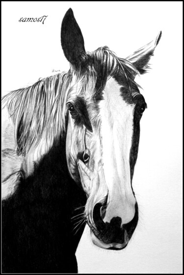 Dessin intitulée "cheval au crayon" par Samos17 Portraitiste, Œuvre d'art originale, Crayon