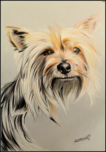 Drawing titled "dessin de chien au…" by Samos17 Portraitiste, Original Artwork, Pencil