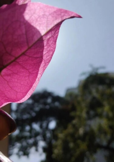 Fotografia zatytułowany „Veins of Petals” autorstwa Sandhya Grace, Oryginalna praca, Fotografia nie manipulowana