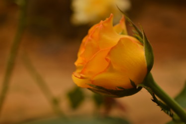 Fotografia zatytułowany „flor amarela e verde” autorstwa Sandra Diniz, Oryginalna praca, Fotografia cyfrowa
