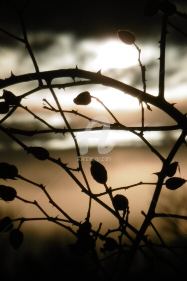 Photographie intitulée "Entre ombre et lumi…" par Sandrine N., Œuvre d'art originale