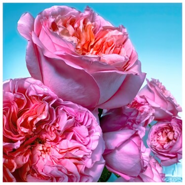 Digital Arts titled "Rosa #8900" by Sandro, Original Artwork, Manipulated Photography