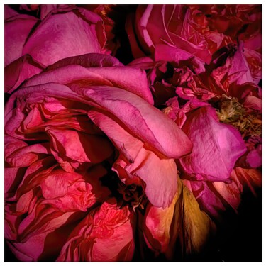Digital Arts titled "Rosa #5889" by Sandro, Original Artwork, Manipulated Photography