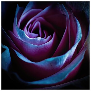 Digital Arts titled "Rosa #5422" by Sandro, Original Artwork, Manipulated Photography