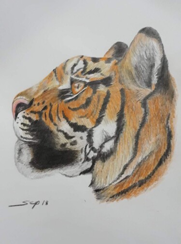 「Tigre2」というタイトルの絵画 São Vieiraによって, オリジナルのアートワーク, 鉛筆