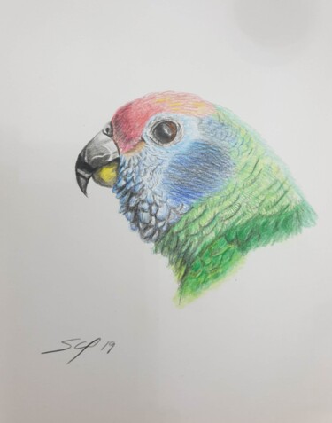 Картина под названием "Parrot" - São Vieira, Подлинное произведение искусства, Карандаш