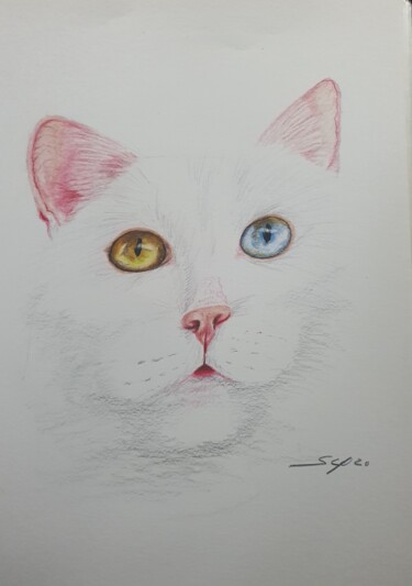 Zeichnungen mit dem Titel "Olhos de gato de du…" von São Vieira, Original-Kunstwerk, Bleistift